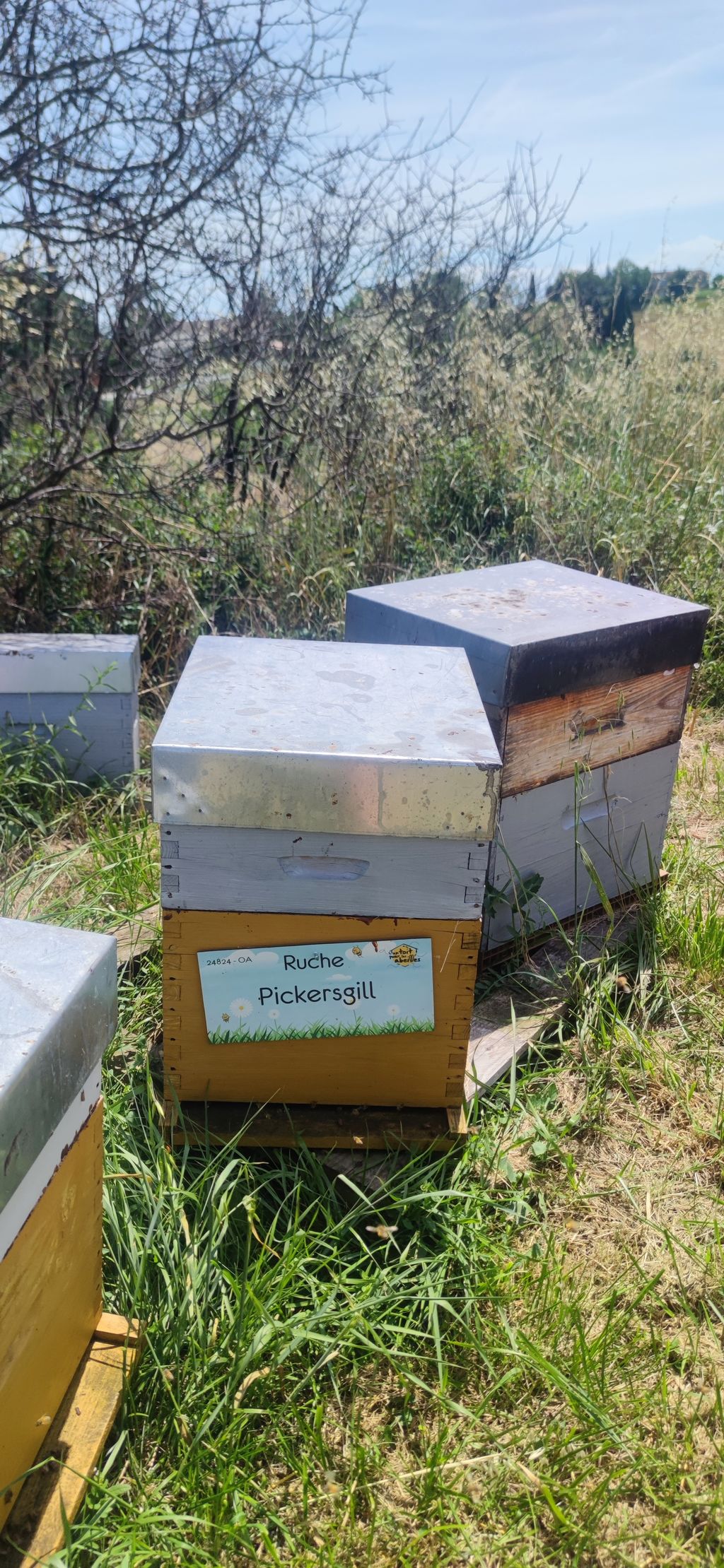 La ruche Pickersgill