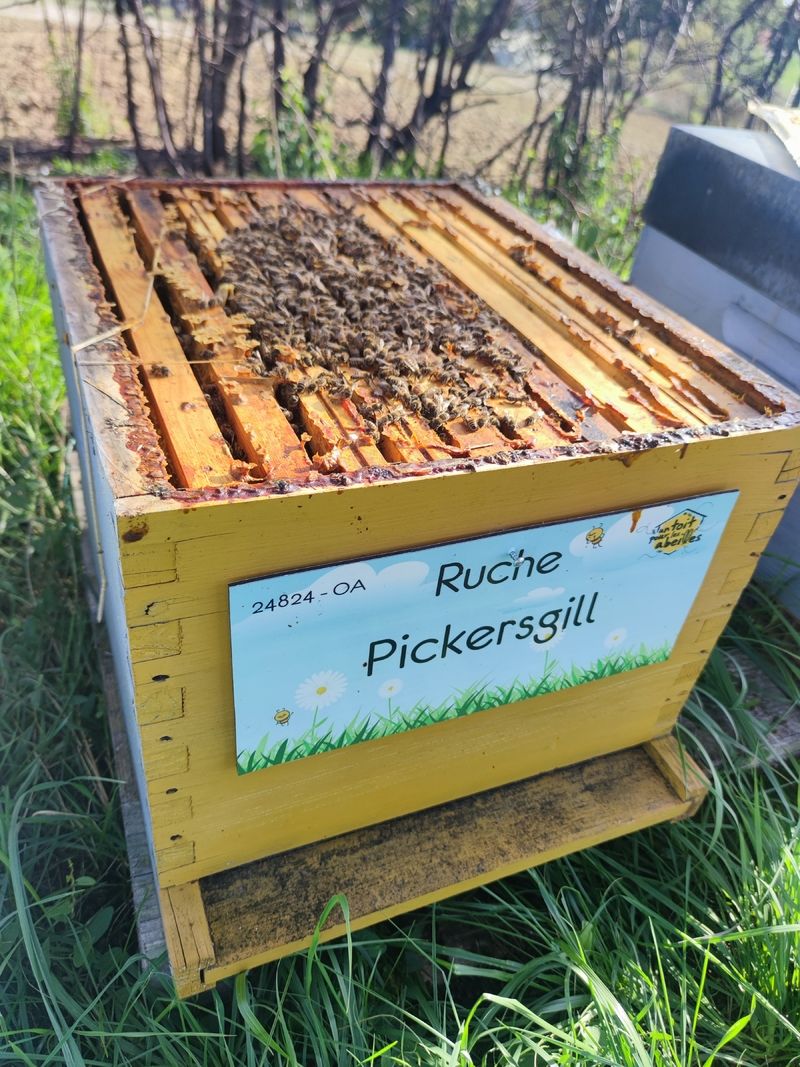 La ruche Pickersgill