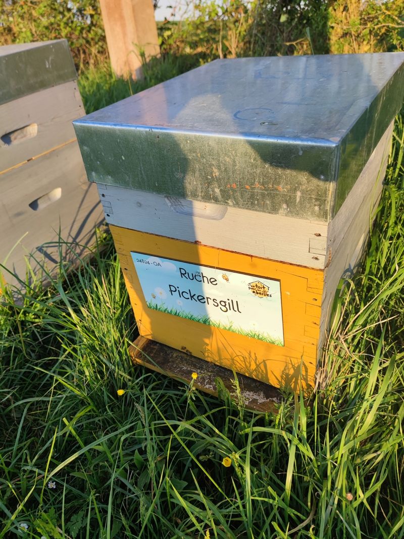 La ruche Pickersgill