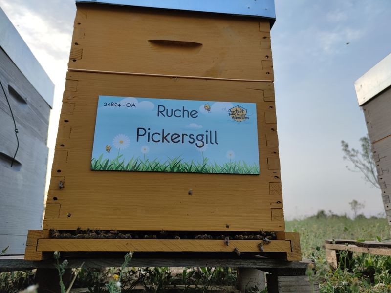 La ruche Pickersgill