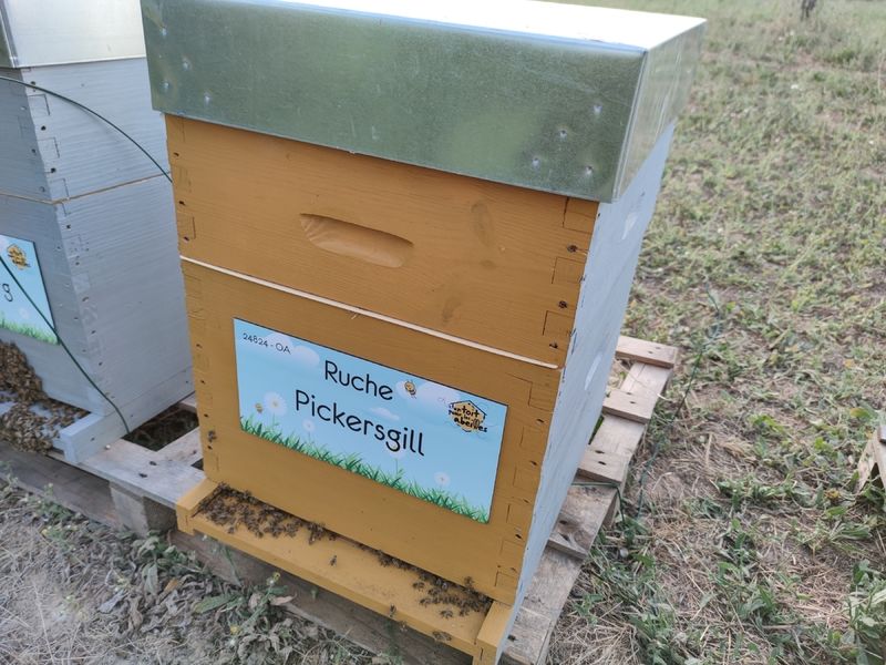 La ruche Pickersgill