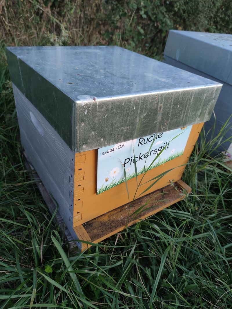 La ruche Pickersgill