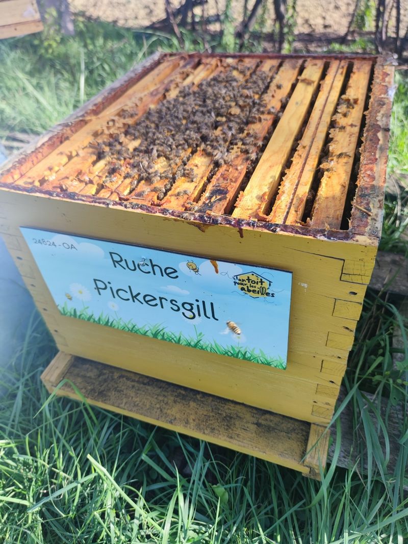 La ruche Pickersgill