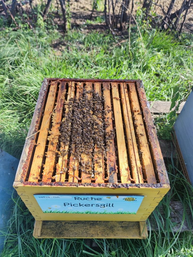 La ruche Pickersgill