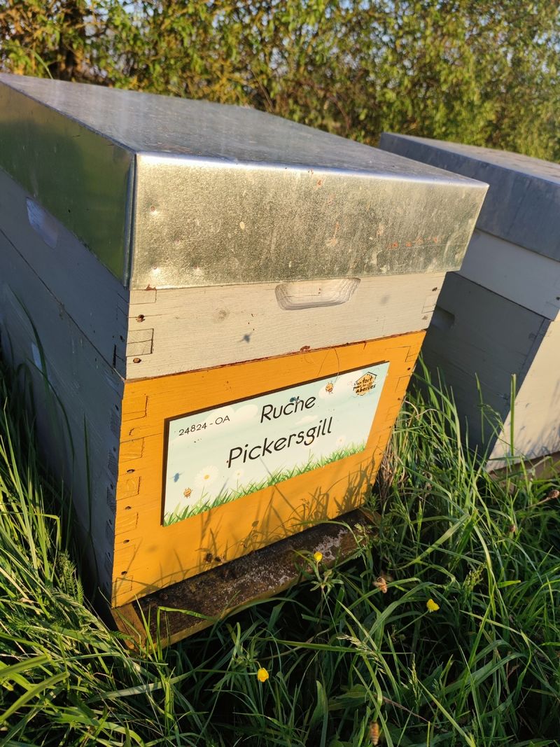 La ruche Pickersgill
