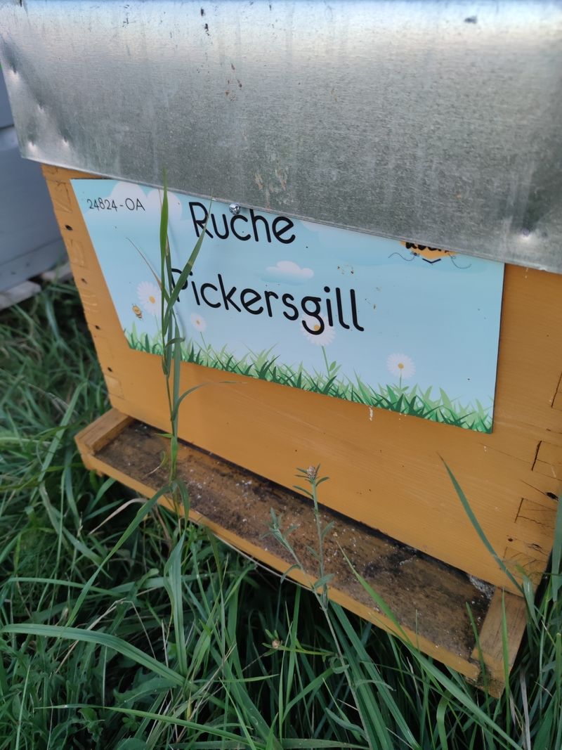 La ruche Pickersgill