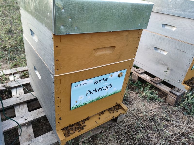 La ruche Pickersgill