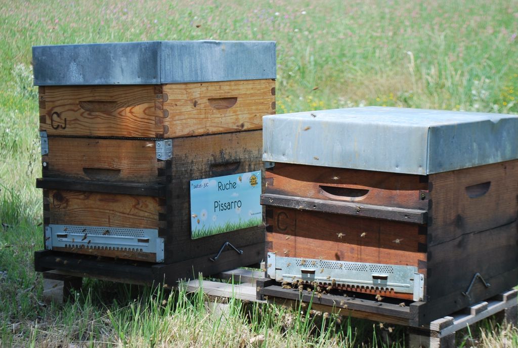 La ruche Pissarro