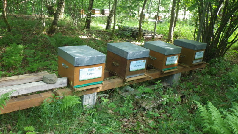 La ruche Le-Pontormo