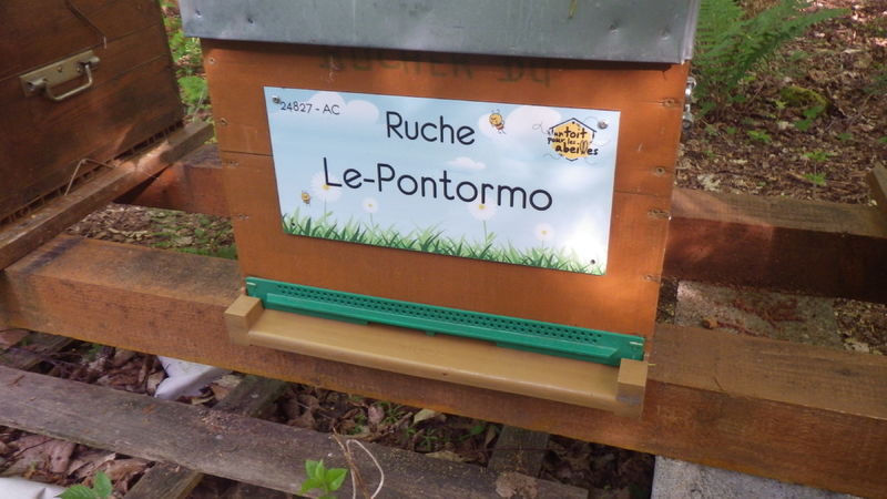 La ruche Le-Pontormo
