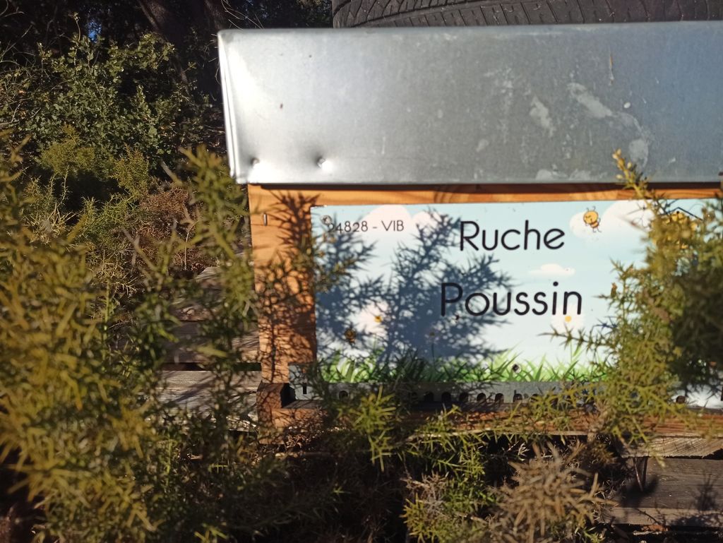 La ruche Poussin
