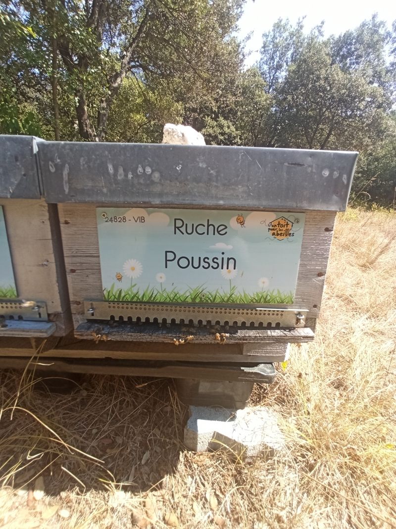 La ruche Poussin