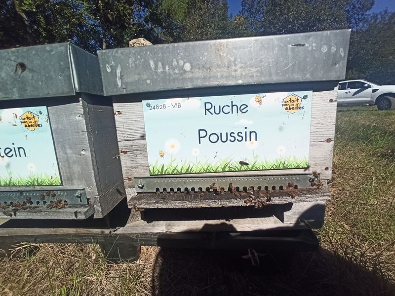 La ruche Poussin