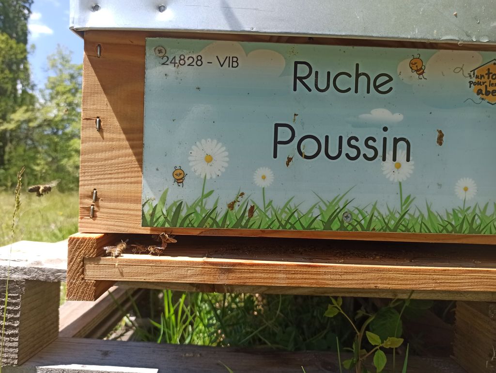 La ruche Poussin