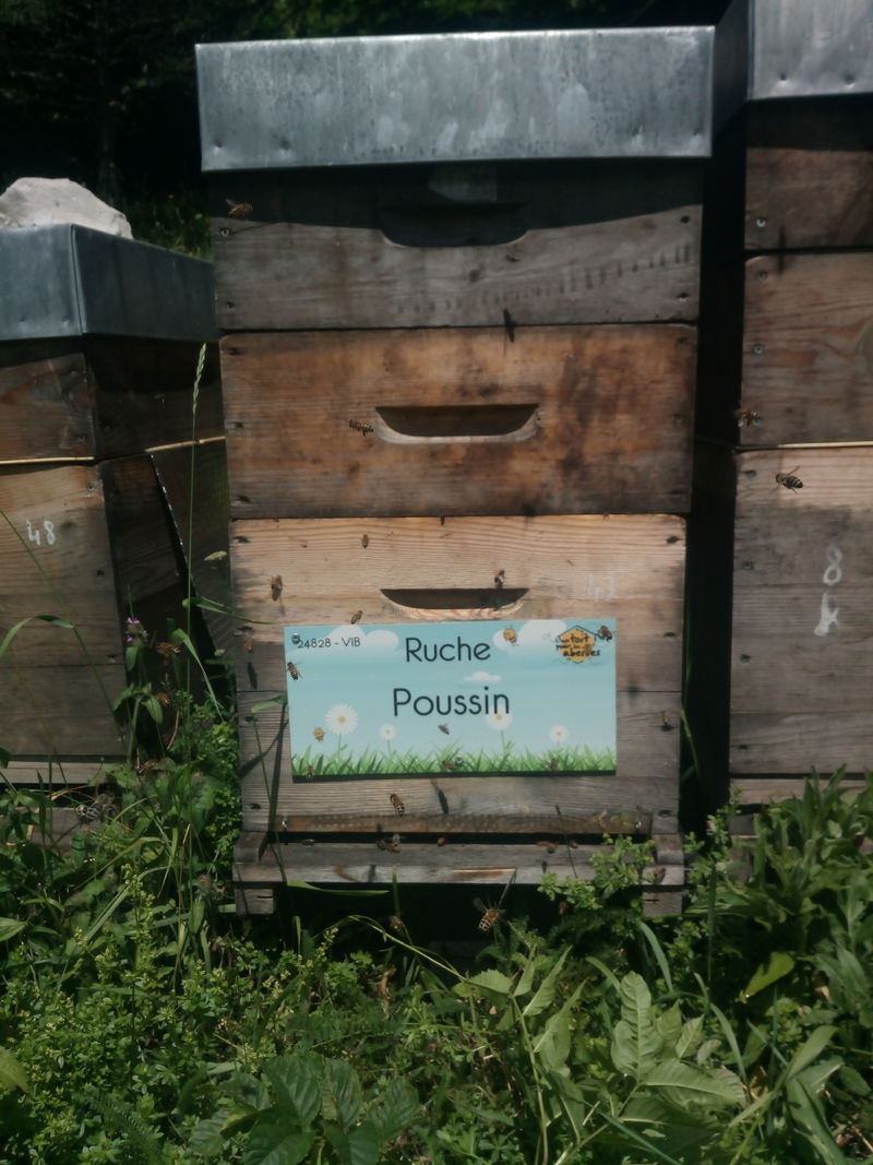 La ruche Poussin