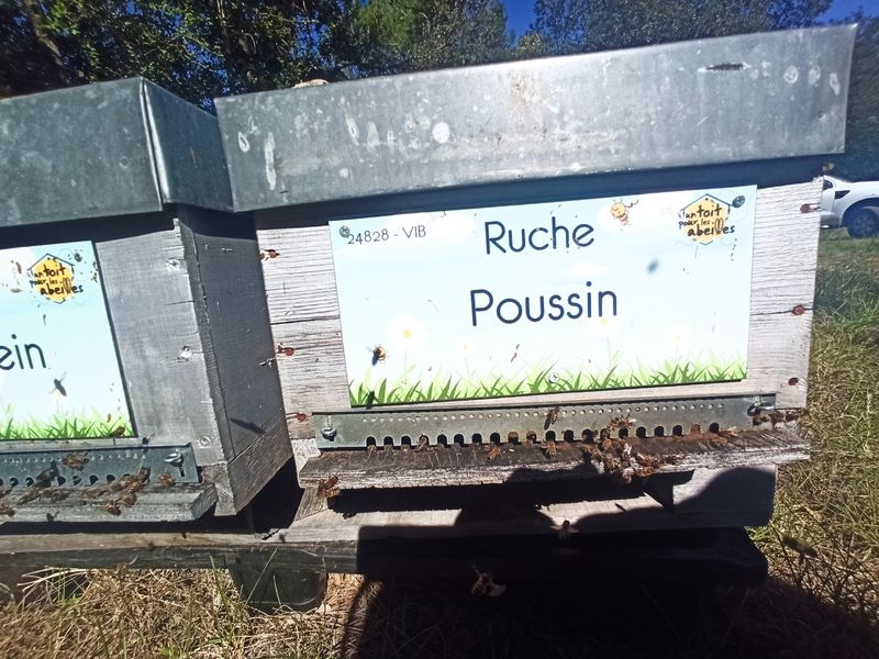 La ruche Poussin