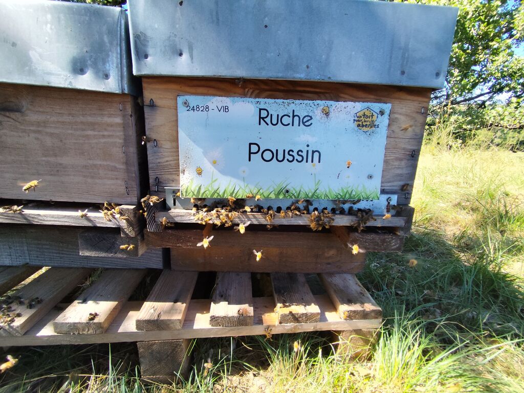 La ruche Poussin