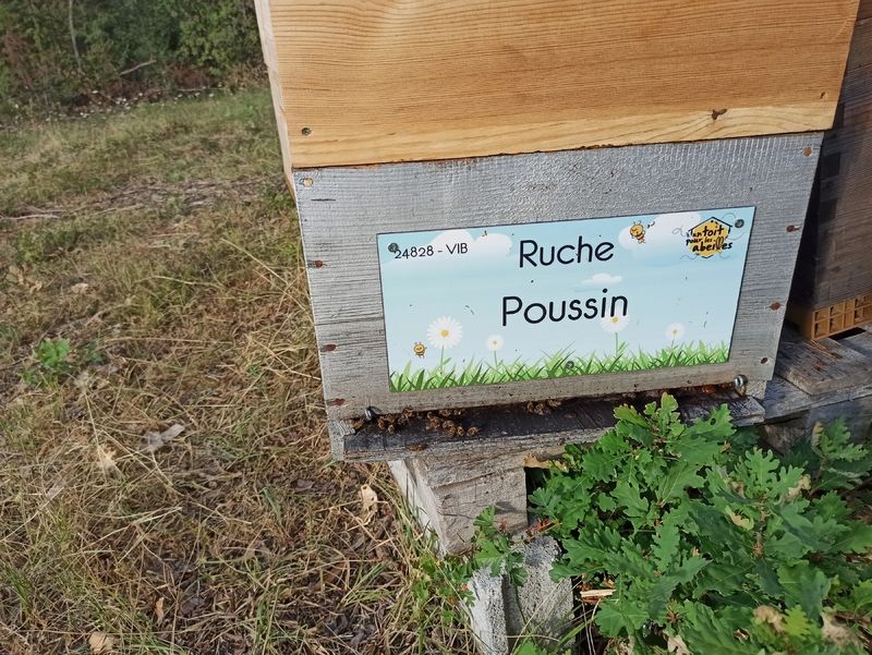 La ruche Poussin