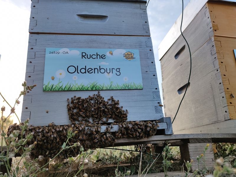 La ruche Oldenburg