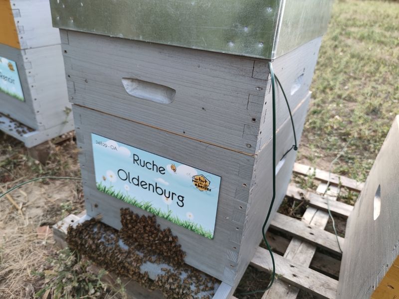 La ruche Oldenburg