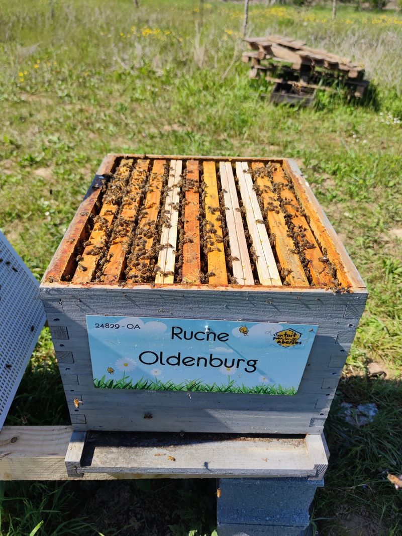 La ruche Oldenburg