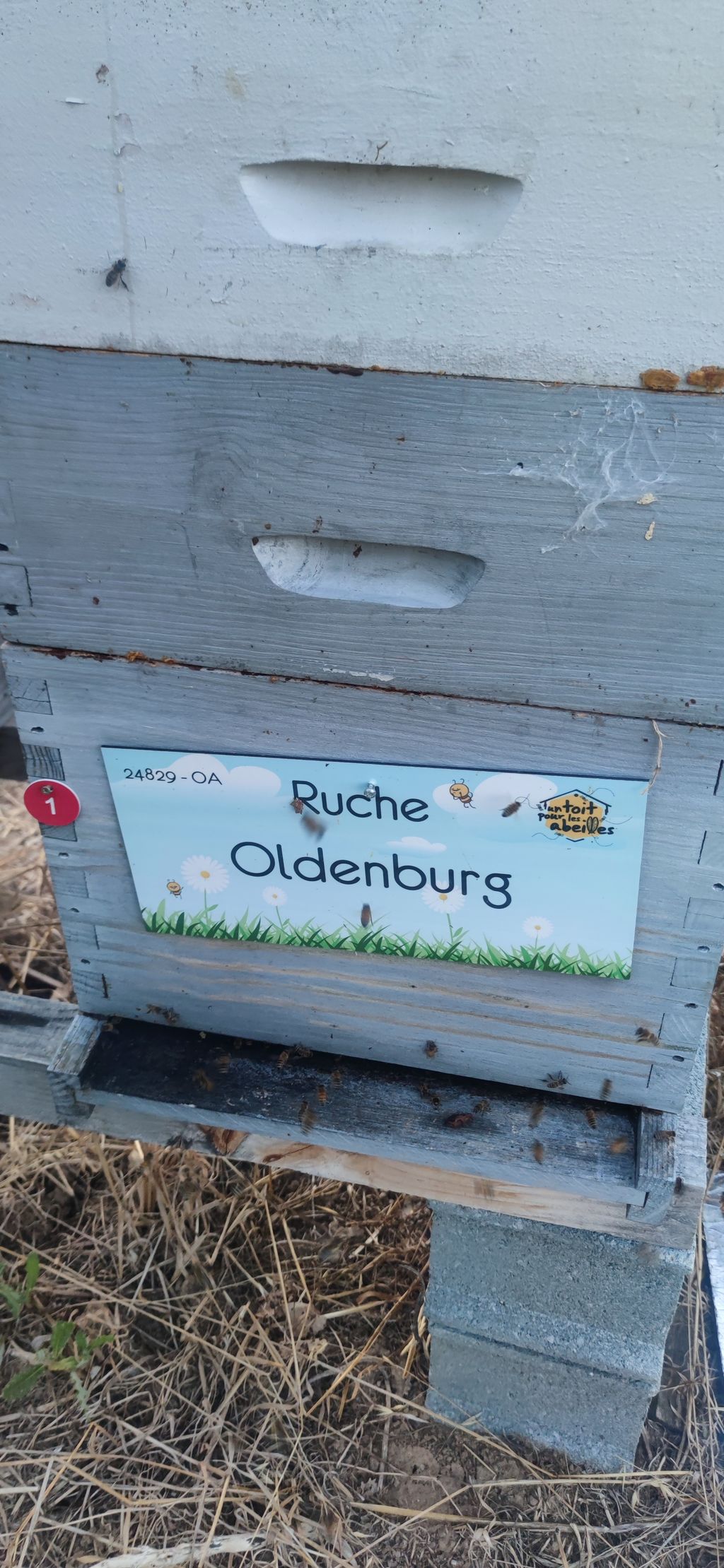 La ruche Oldenburg