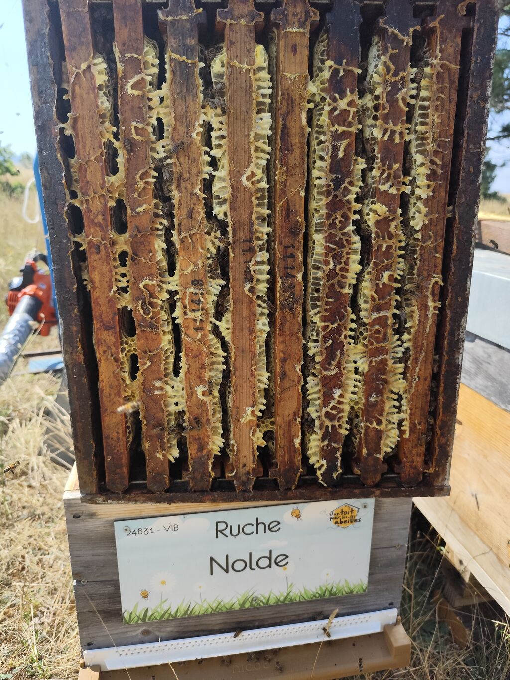 La ruche Nolde