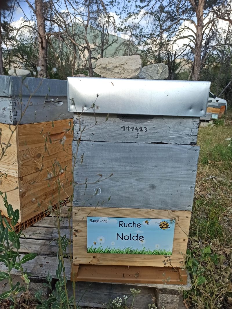 La ruche Nolde