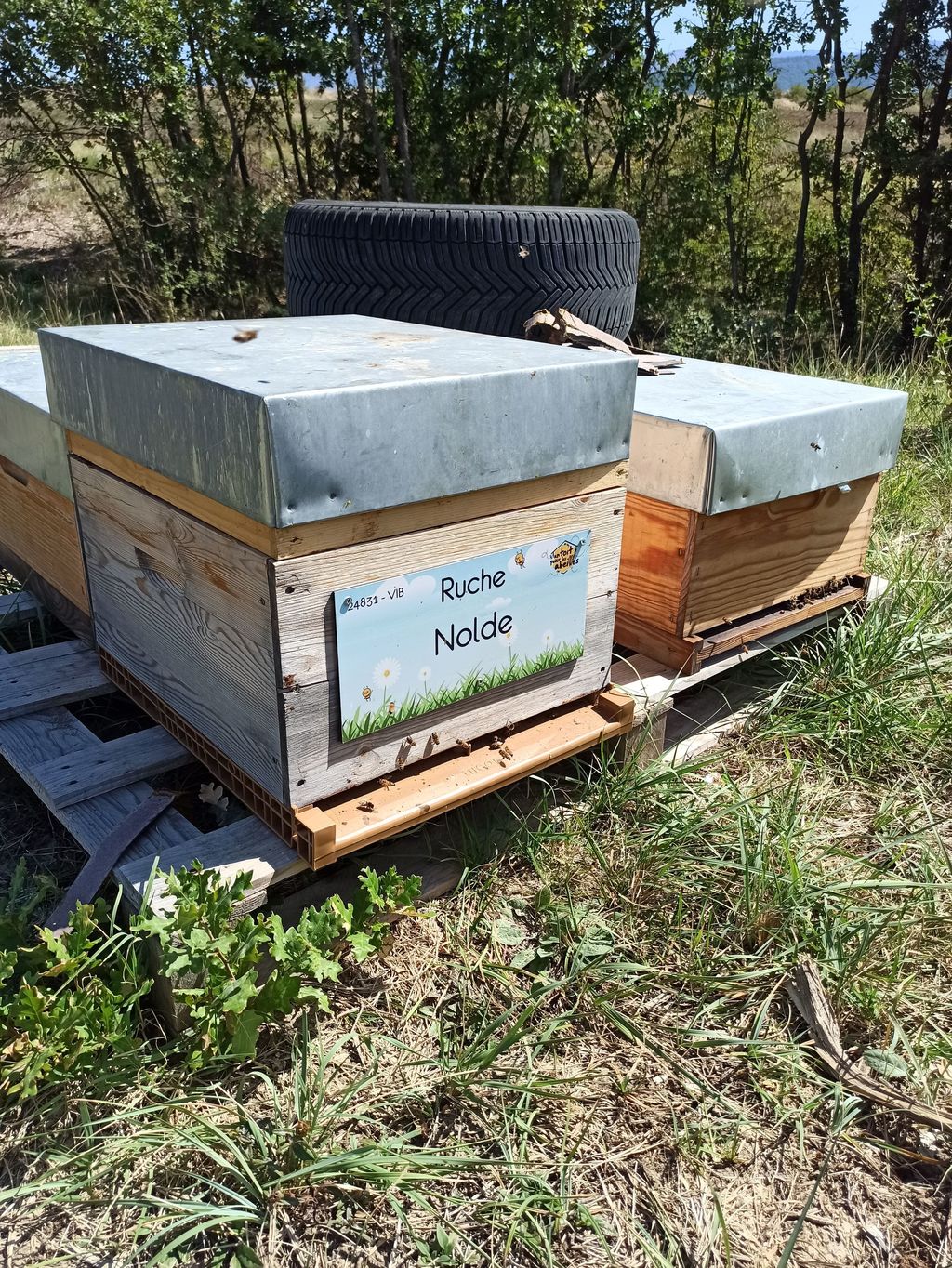 La ruche Nolde