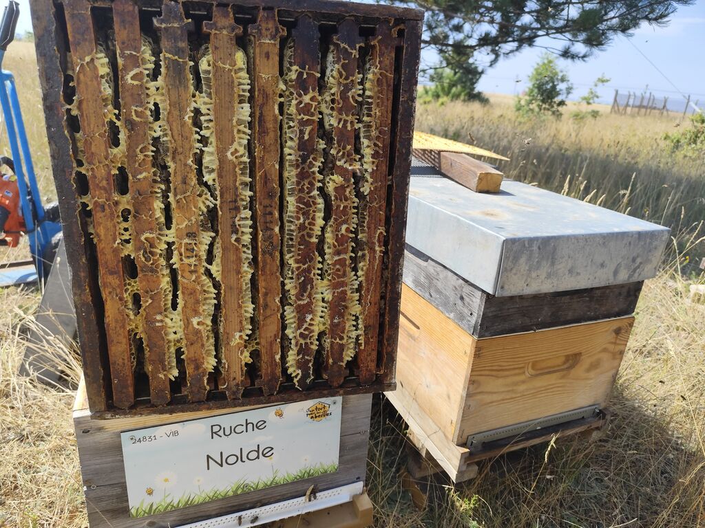 La ruche Nolde