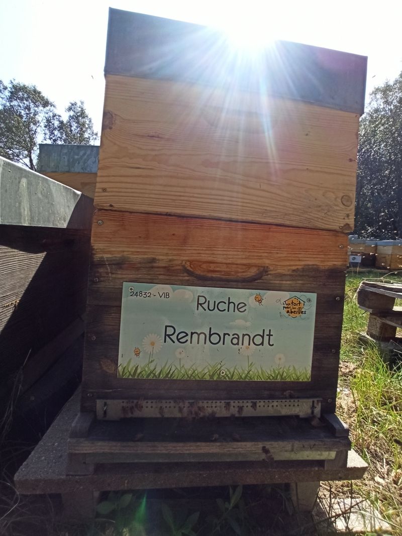 La ruche Rembrandt