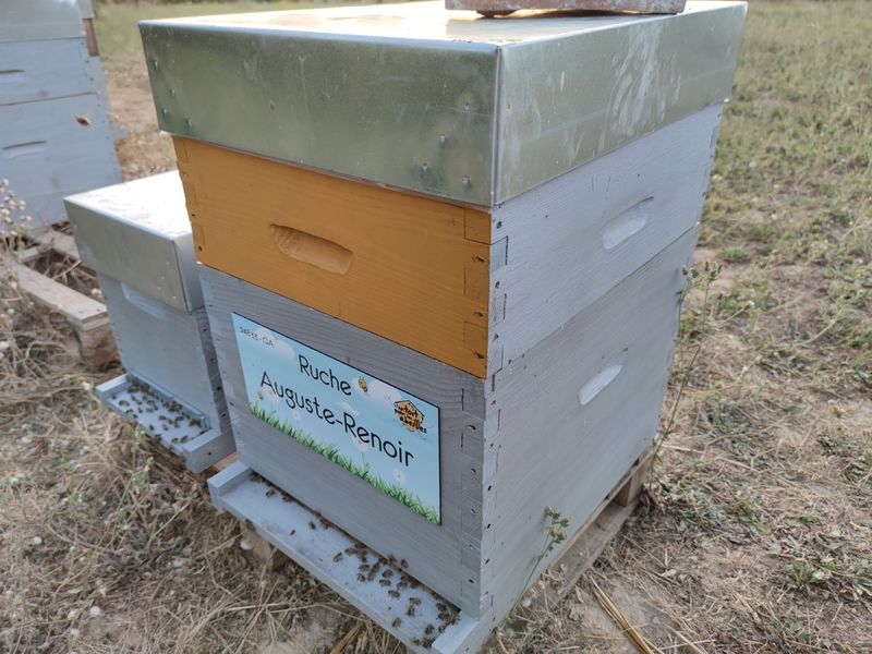 La ruche Auguste-Renoir