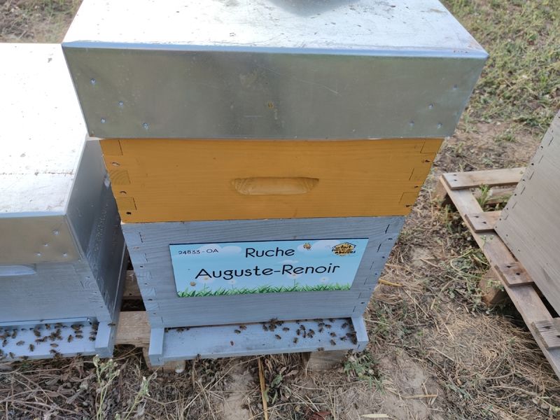 La ruche Auguste-Renoir