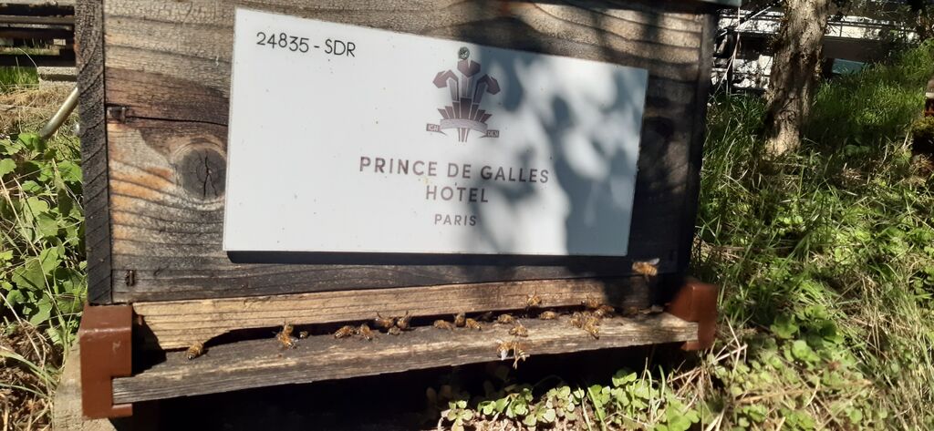 La ruche Hotel prince de galles
