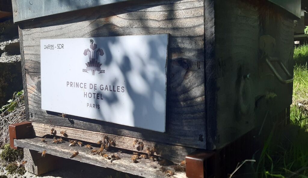 La ruche Hotel prince de galles