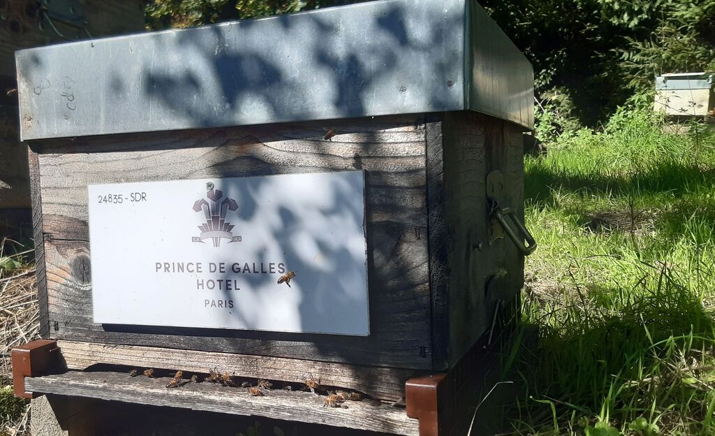 La ruche Hotel prince de galles