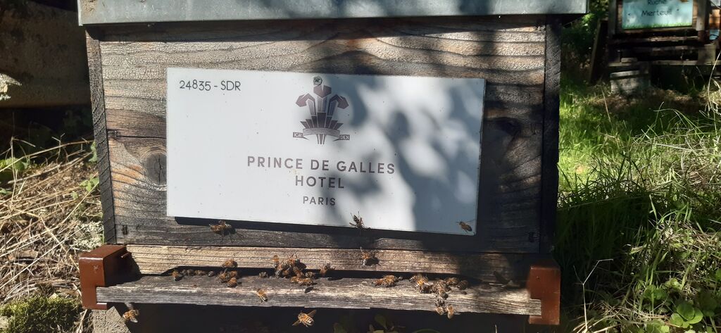 La ruche Hotel prince de galles
