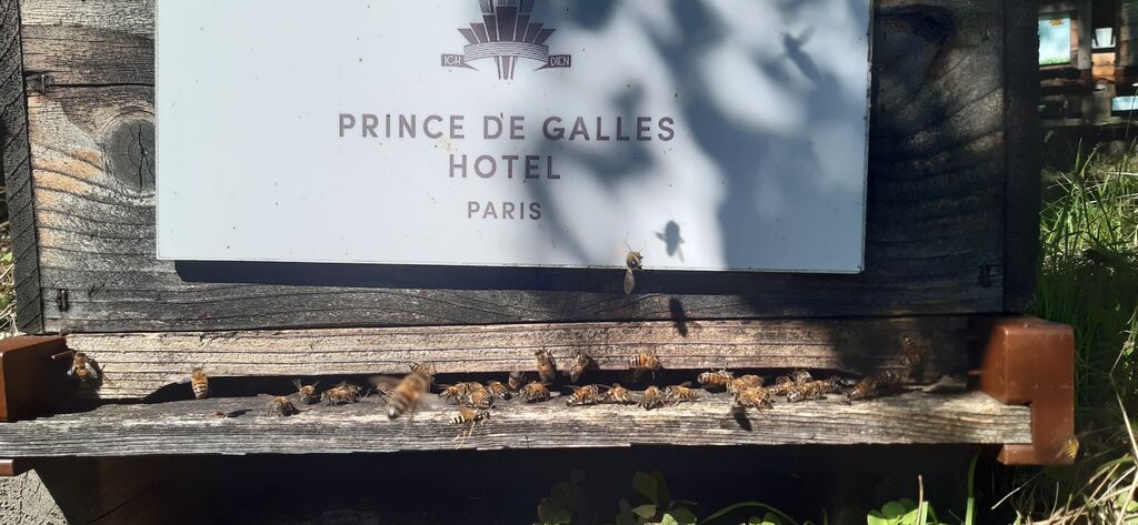 La ruche Hotel prince de galles