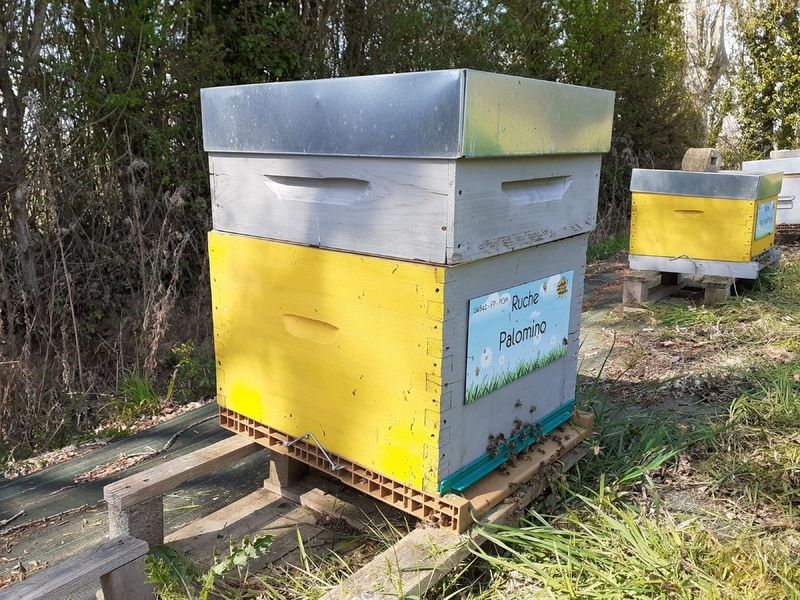 La ruche Palomino