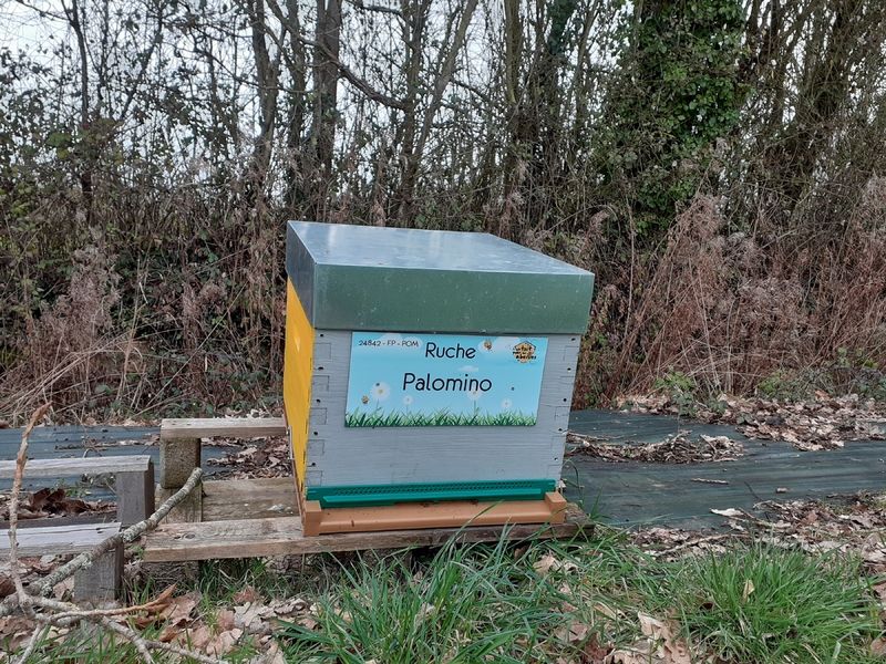La ruche Palomino
