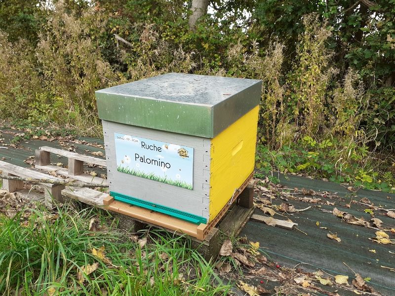 La ruche Palomino