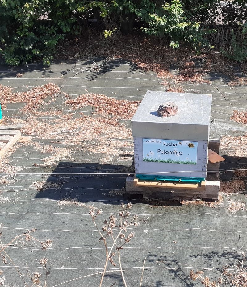 La ruche Palomino