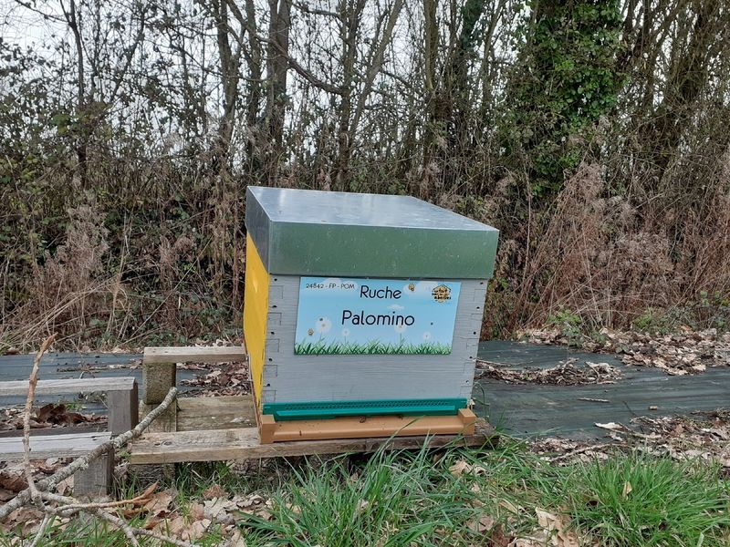 La ruche Palomino