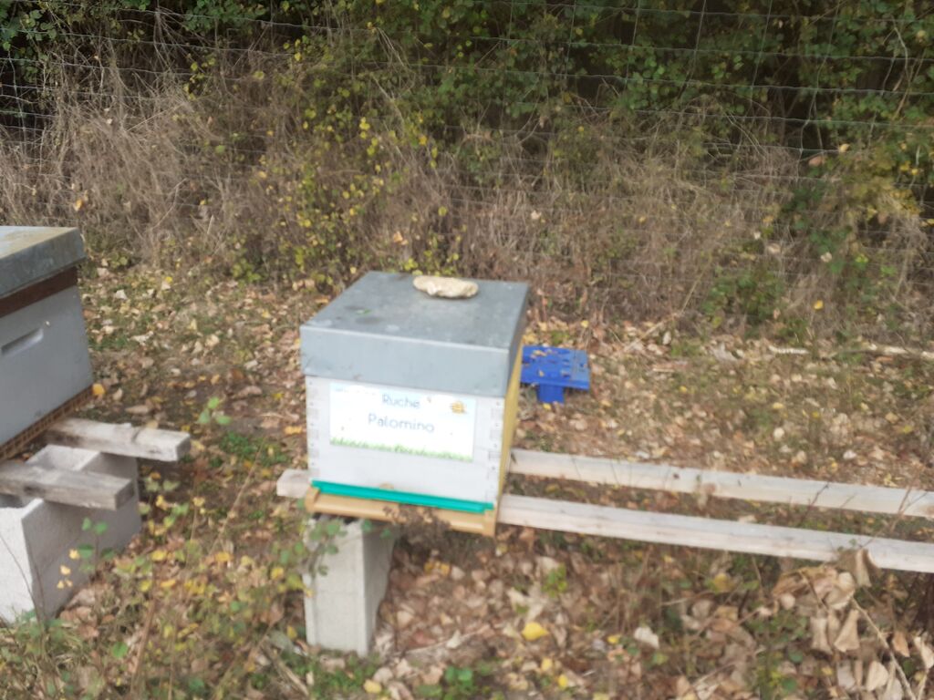 La ruche Palomino