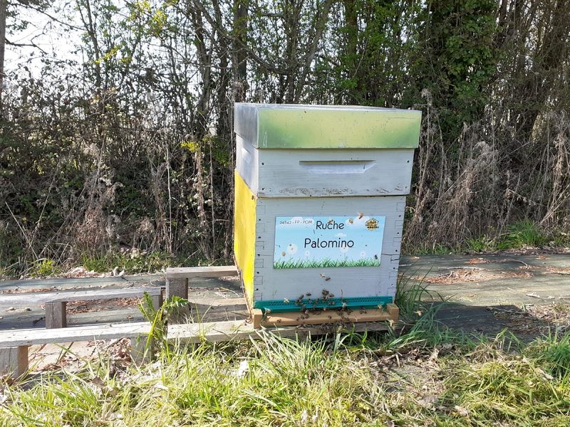 La ruche Palomino