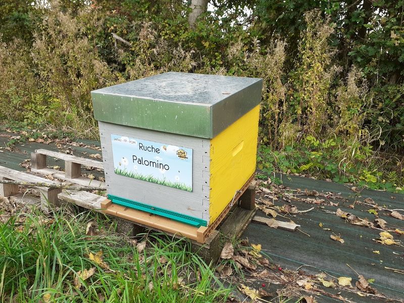 La ruche Palomino