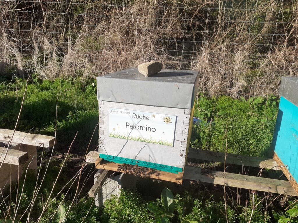 La ruche Palomino
