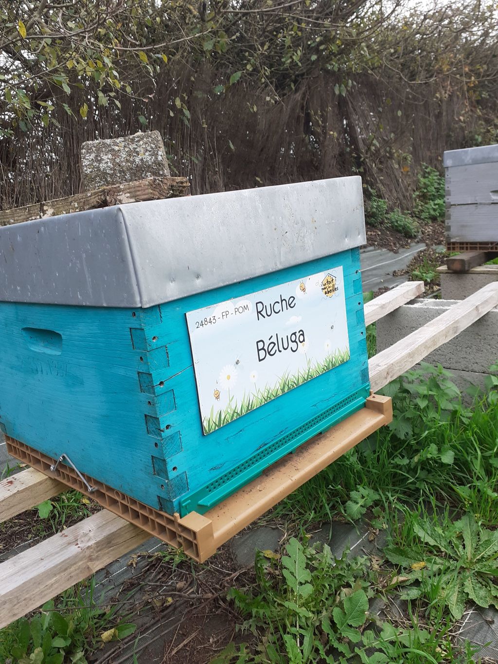 La ruche Béluga