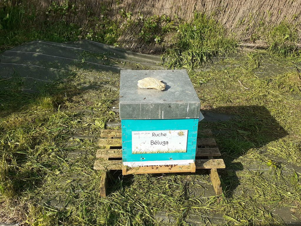 La ruche Béluga