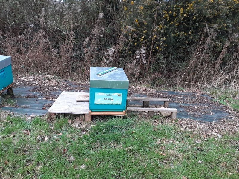 La ruche Béluga